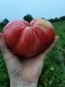 Tomato 'Purple Dog Creek' 