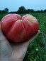 Tomato 'Purple Dog Creek' 