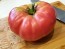 Tomato 'Brandywine Sudduth's Strain' 