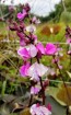 Hyacinth Bean