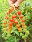 Tomato 'Red Currant Spoon' 