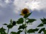 Sunflower 'Mammoth Grey Stripe'