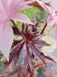 Purple Castor Bean