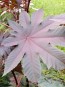 Purple Castor Bean