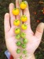 Tomato 'Yellow Currant Spoon'