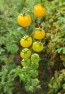 Tomato 'Yellow Currant Spoon'