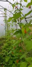 Scarlet Runner Bean