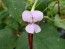 Pole Yard Long Bean 'Chinese Red Noodle' 