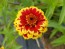Zinnia 'Aztec Sunset Mix' 