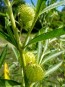 Balloon Plant AKA Hairy Balls Milkweed