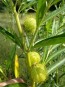 Balloon Plant AKA Hairy Balls Milkweed