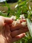 Balloon Plant AKA Hairy Balls Milkweed