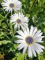 Blue-Eyed African Daisy