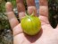 Tomato 'Green Vernissage' Seeds (Certified Organic) 