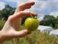 Tomato 'Green Vernissage' Seeds (Certified Organic) 