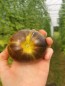 Tomato 'Xanadu Green Goddess'