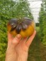Tomato 'Wagner Blue Green' 