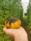 Tomato 'Wagner Blue Green' 