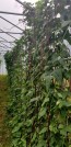 Pole Yard Long Bean 'Chinese Red Noodle' 