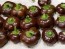 Sweet Pepper ‘Mini Chocolate Bell’ Seeds (Certified Organic)
