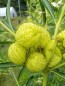 Balloon Plant AKA Hairy Balls Milkweed