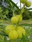 Balloon Plant AKA Hairy Balls Milkweed