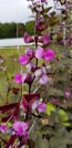 Hyacinth Bean