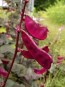 Hyacinth Bean