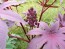 Purple Castor Bean