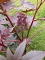 Purple Castor Bean