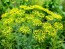 Herb 'Dill' Plants (6PK)