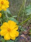 Yellow Cosmos