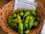 Hot Pepper ‘Green Trinidad Scorpion’ 