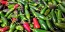 Crushed Jalapeno Peppers Harvested on our Farm, Certified Organic