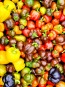 Sweet Pepper ‘Mini Bell Mix’ Seeds (Certified Organic)