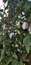 Pole Yard Long Bean 'Chinese Red Noodle' 