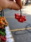 Hot Pepper ‘Brazilian Starfish' Seeds (Certified Organic)