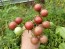 Tomato 'Chocolate Cherry' Plant