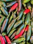 Hot Pepper ‘Serrano’ Seeds (Certified Organic) 