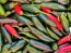 Hot Pepper ‘Serrano’ Seeds (Certified Organic) 
