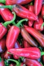 Hot Pepper ‘Fresno’ 
