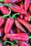 Hot Pepper ‘Fresno’ 