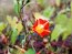 Morning Glory Scarlet Creeper 'Sunspots' 