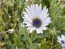 Blue-Eyed African Daisy