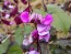 Hyacinth Bean