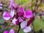 Hyacinth Bean