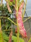 Pole Bean 'Speckled Cranberry'
