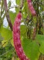 Pole Bean 'Speckled Cranberry'