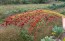 Multi-Color Broom Corn