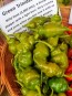 Hot Pepper ‘Green Trinidad Scorpion’ 